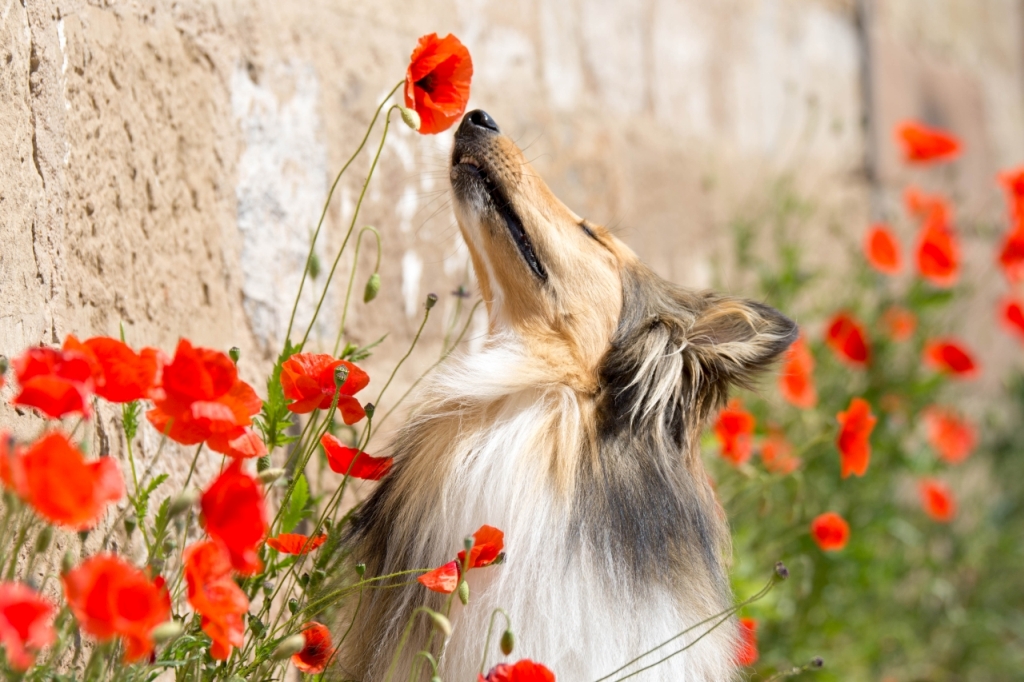 Tierfotografie