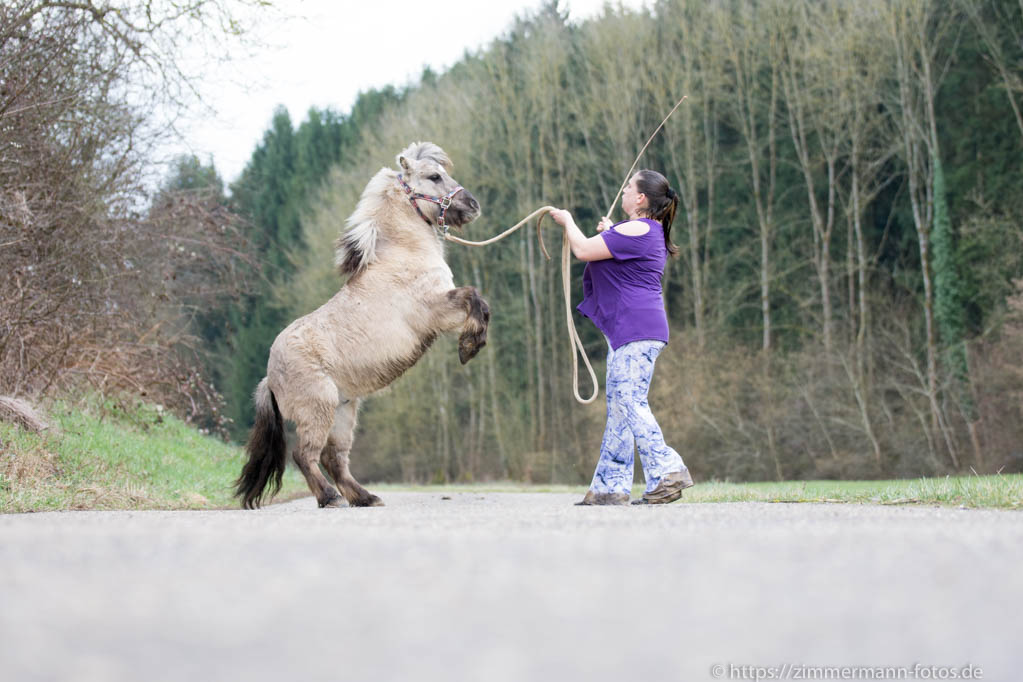 Pferde und Tricks