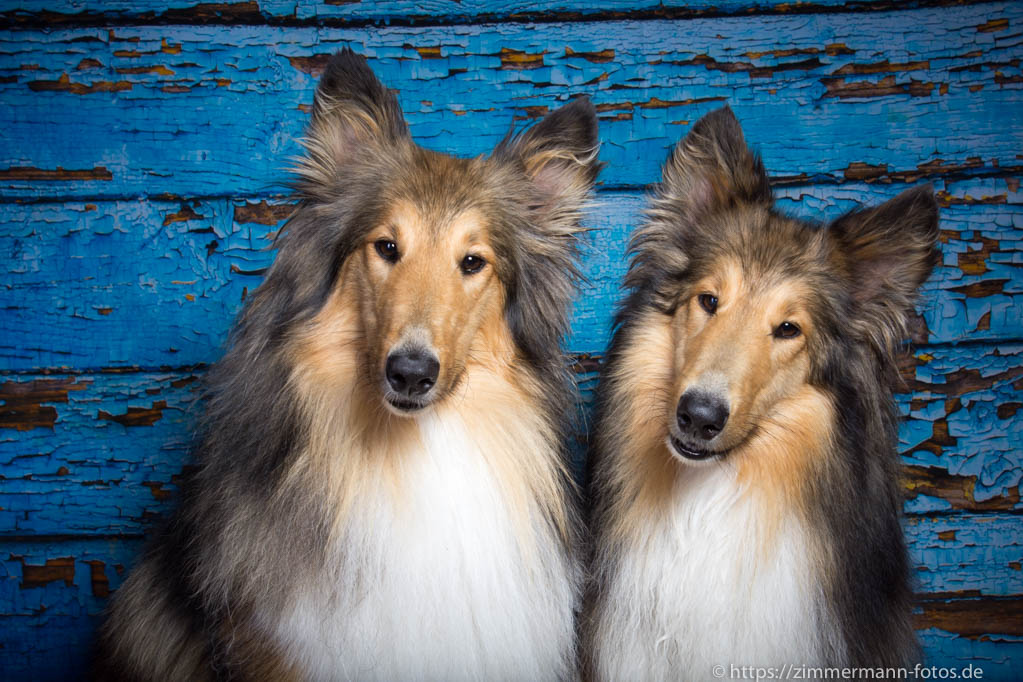 Hunde im Studio