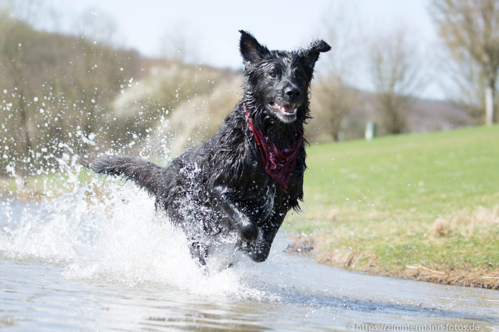 Wasser und Hunde