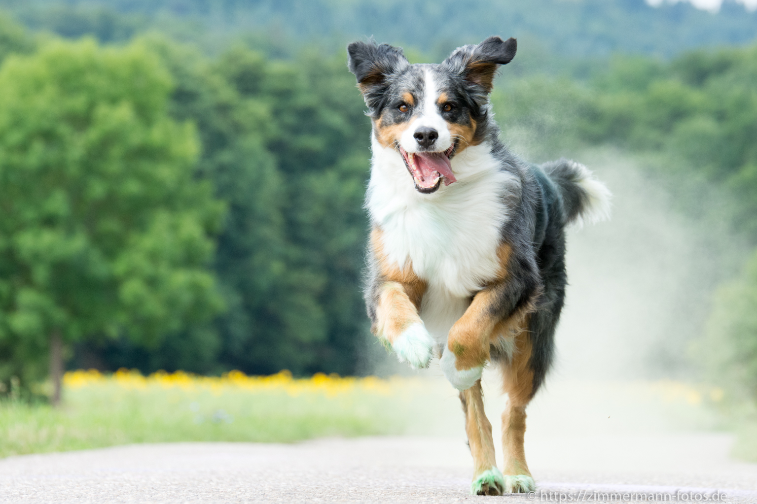 Hunde-Holi-Shooting