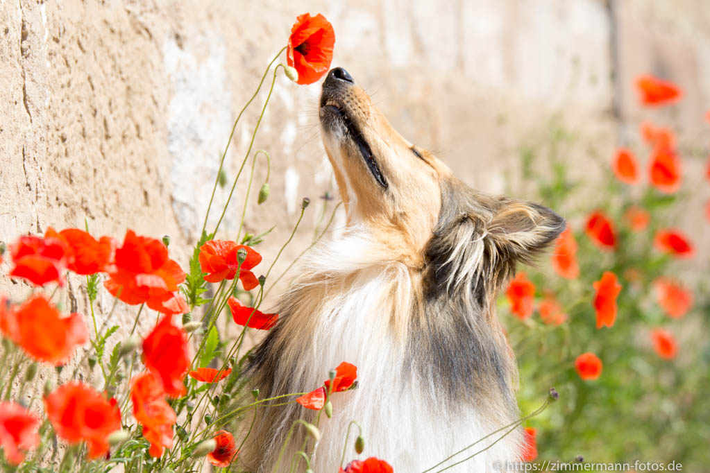 Hund und Blume