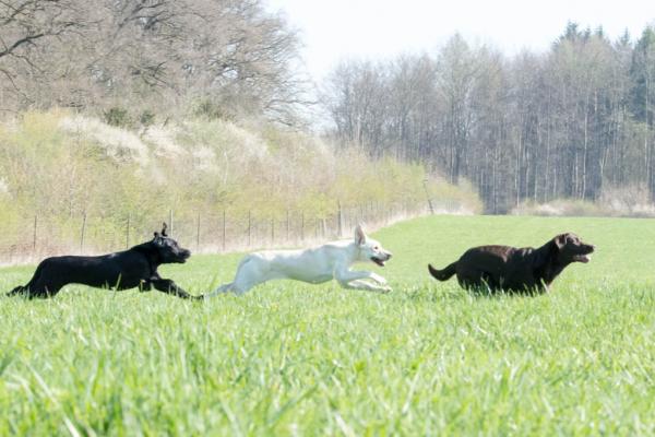 Hunde in Bewegung