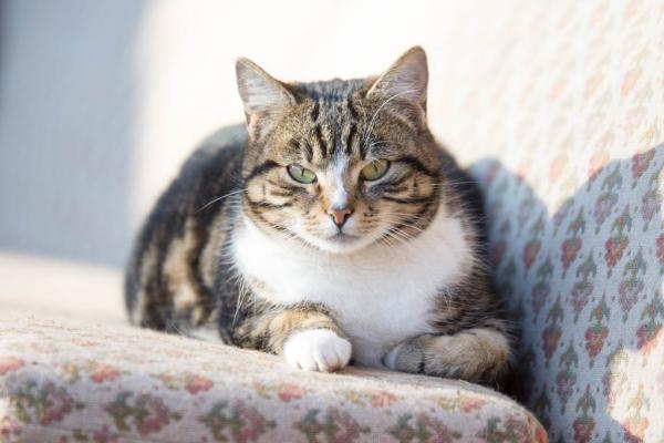 Katzen