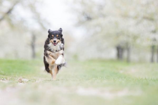 Kirschblütenshooting mit Hunden