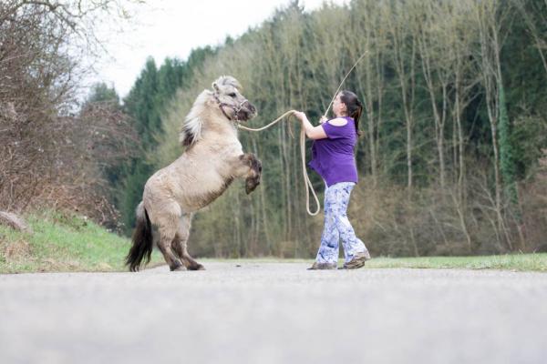 Pferde und Tricks