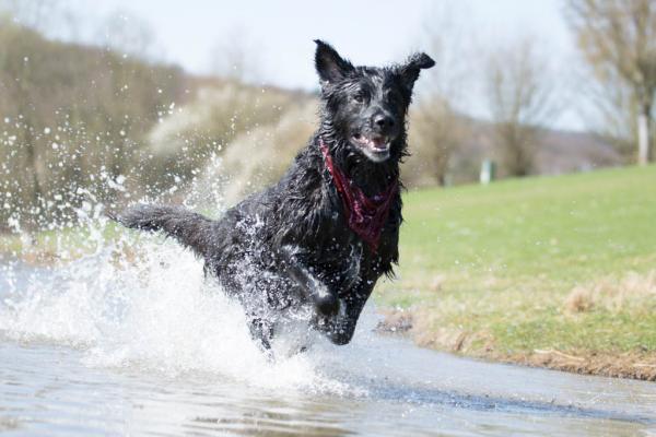 Wasser und Hunde